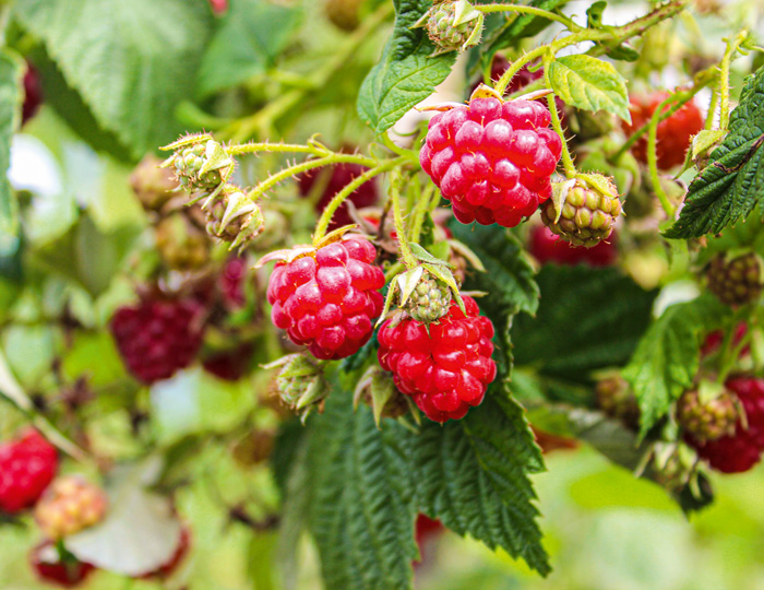 Himbeeren