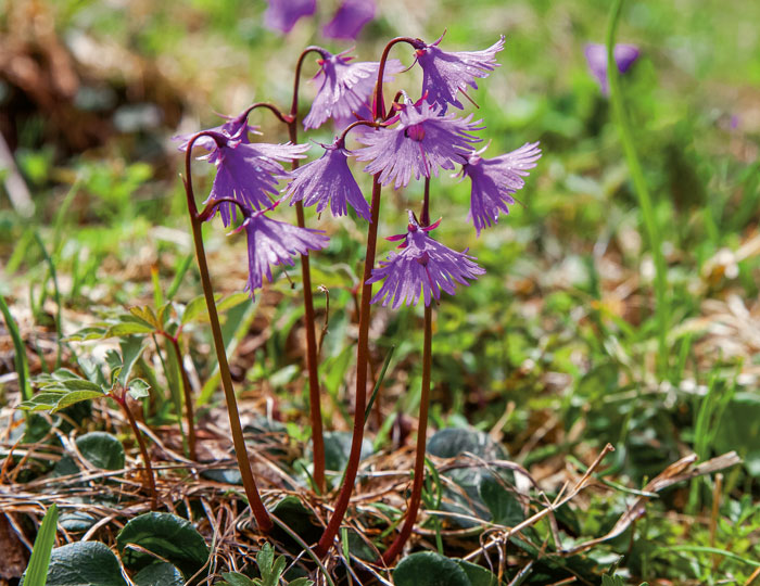 Besondere Pflanzen im Schwarzwald chillifreiburgstadtmagazin