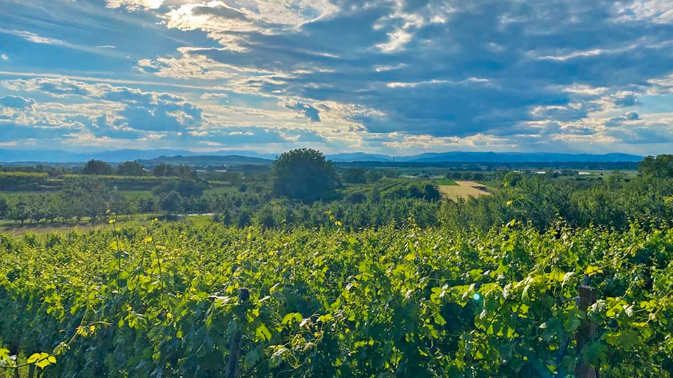 Balingen Rebenland