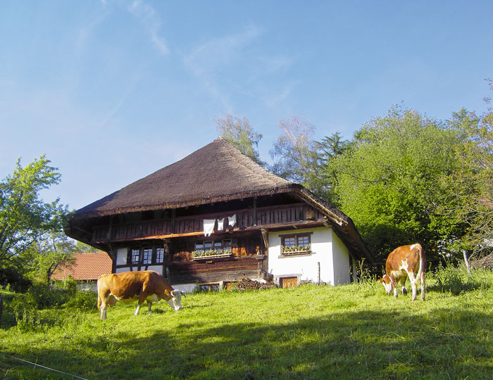 Bauernhausmuseum Schneiderhof mit Kühen vorne dran