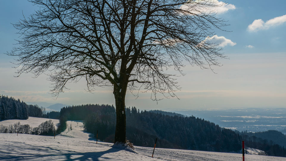 Baum steht in Winterlandschaft