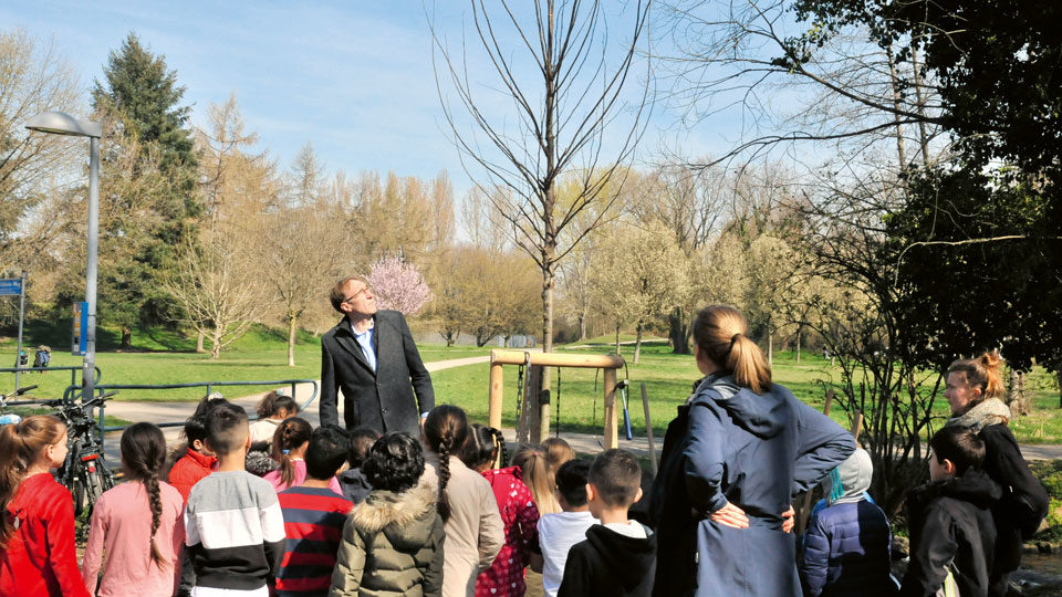 Flatterulme Baum des Jahres