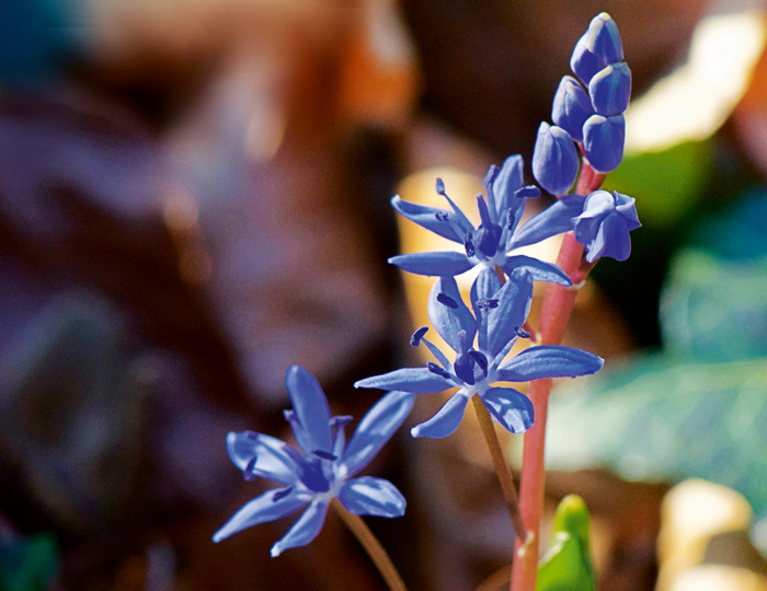 Blaustern