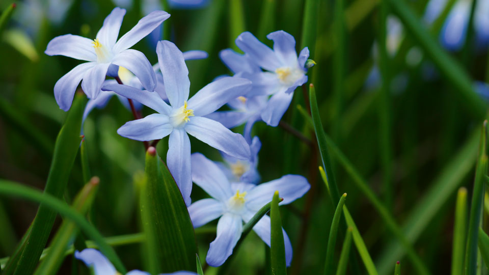 Blausternchen Blume