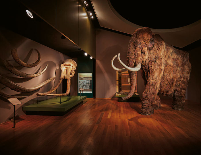 Mammut