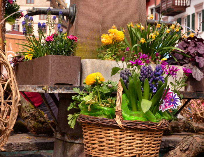 Verschiedene Blumen auf dem Frühlingsfest in Endingen