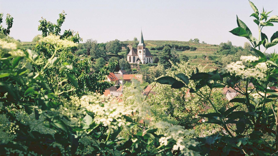 Wein, Wandern, Hoselips. REGIOschönheit Bahlingen a.K. im Porträt ...