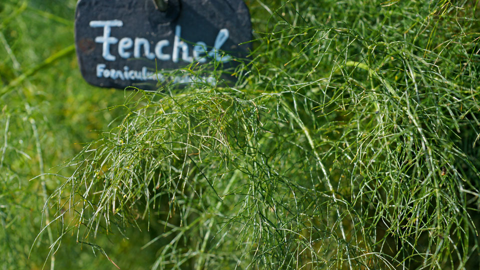 Fenchel