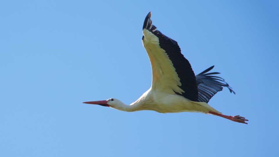 Storch