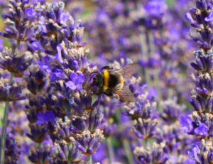 Eine Hummel auf einem Lavendelzweig