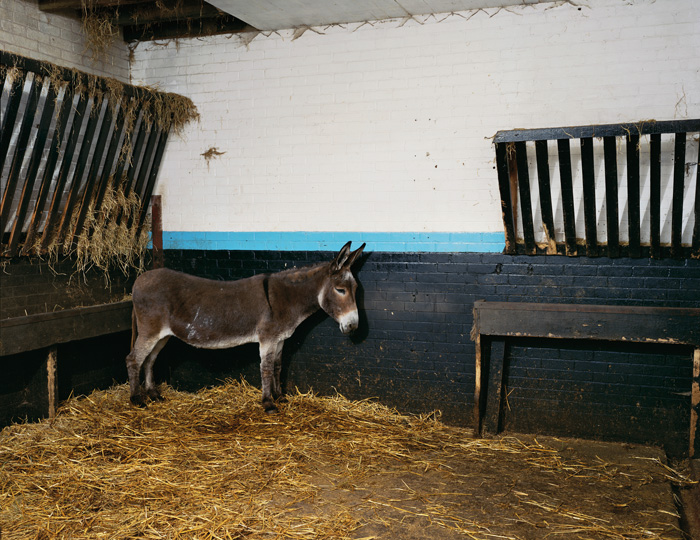 Jeff-Wall-A-Donkey-in-Blackpool-1999_LAC_300x239