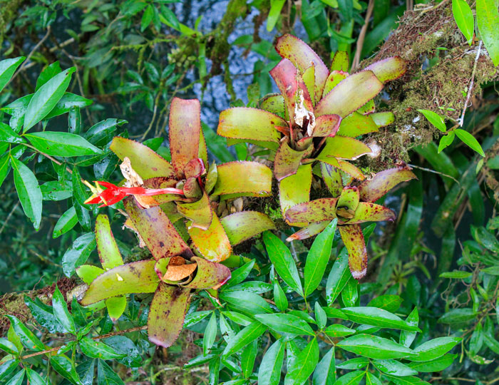 Bromelien im Regenwald