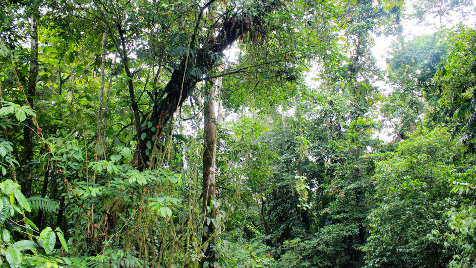Regenwald Südamerika