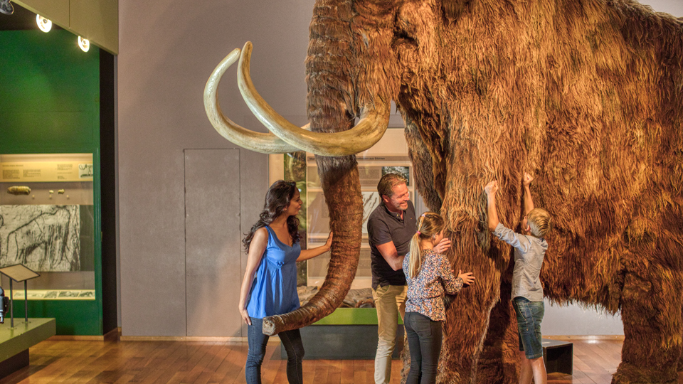 Mammut im Museum