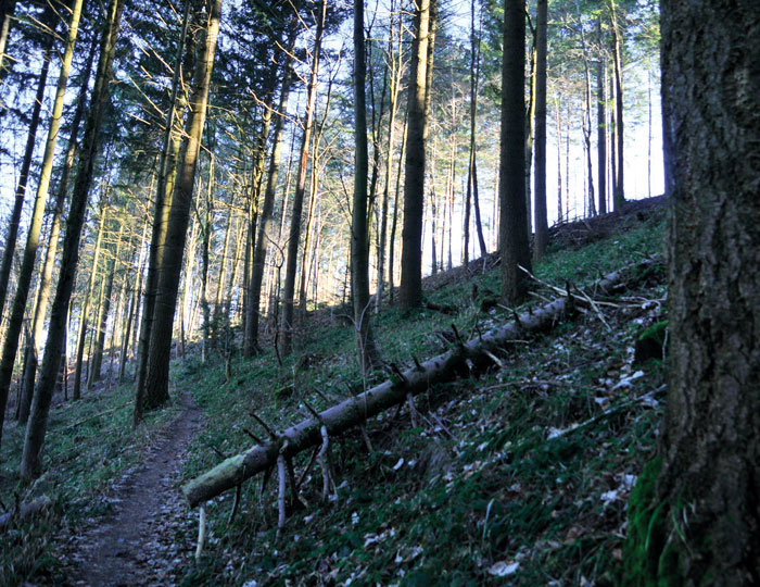 Wald am Kybfelsen