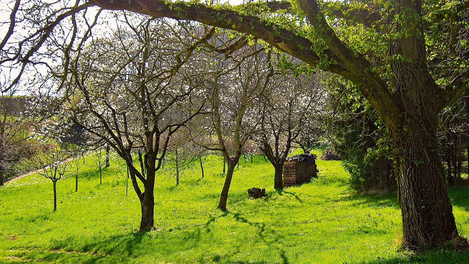 Obstbaumblüte Geopfad