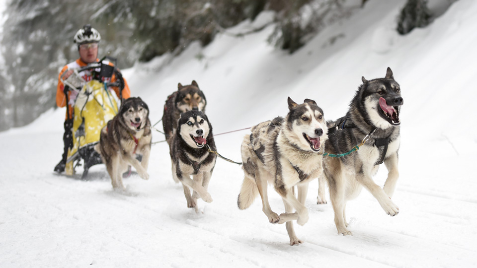 Schlittenhunderennen