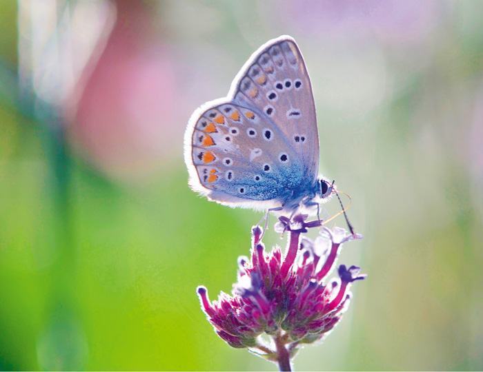 Schmetterling