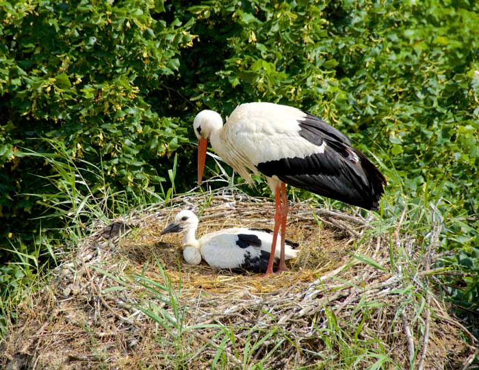 Storch-und-Junges