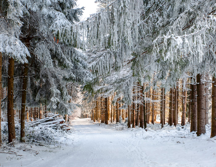 Tannenwald im Winter