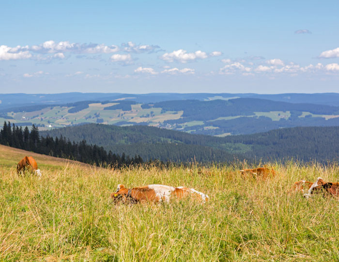 Viehweide-am-Wanderweg-zum-Feldberggipfel_Original_5523