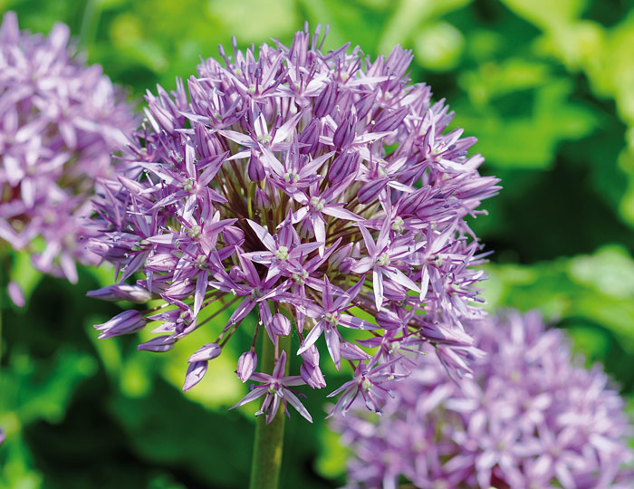 Zierlauch (Allium-christophii)