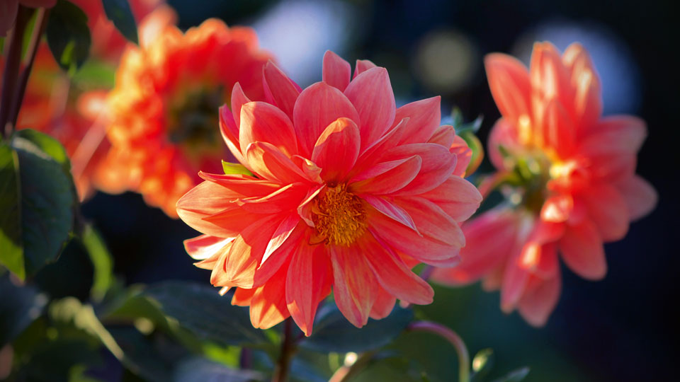 namenlos mit halb gefüllter Blüte