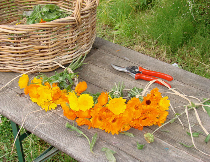 Ringelblumen