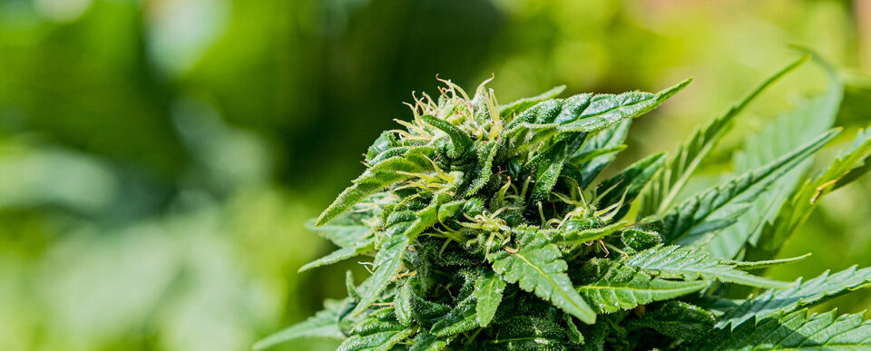 Cannabis Pflanze