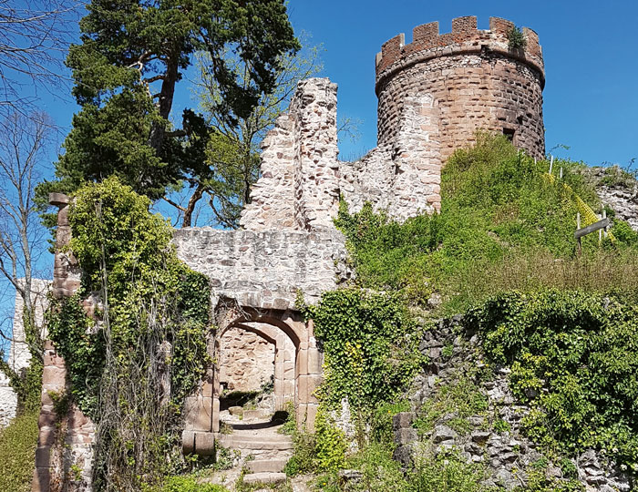 Auf dem Bild sieht man das Château du Haut-Ribeaupierre mit zinnenbewehrtem Burgturm.