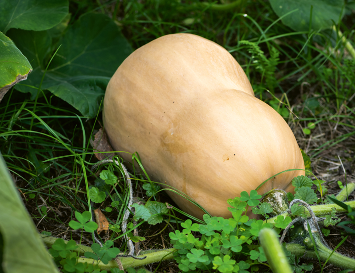 Butternut-Kürbis auf freiem Feld