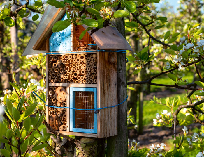 Am Baum hängendes Insektenhotel mit Kirschblüten und Sonnenschein