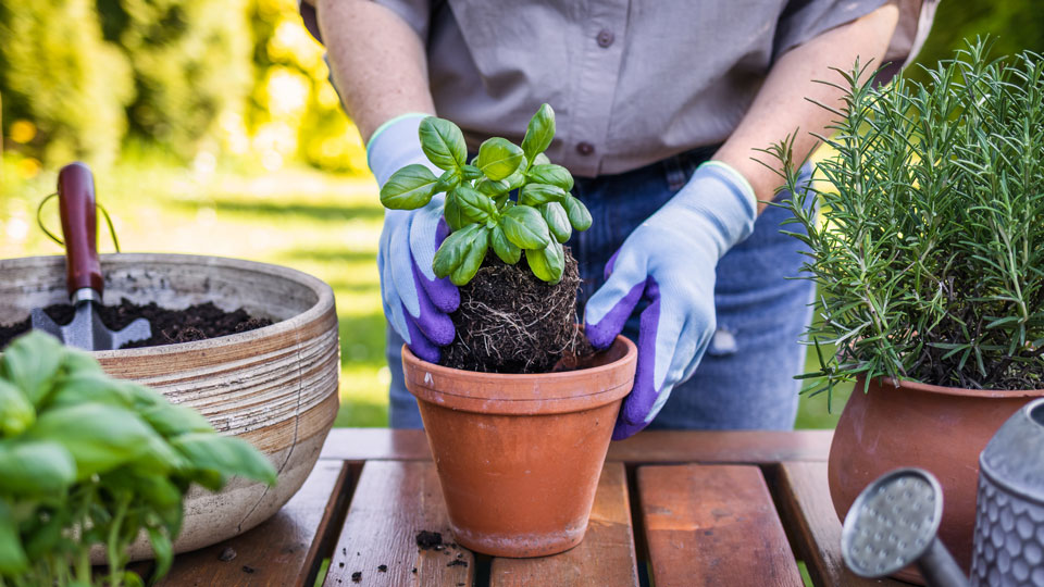 Eine Person pflanzt Basilikum in einen Topf ein.