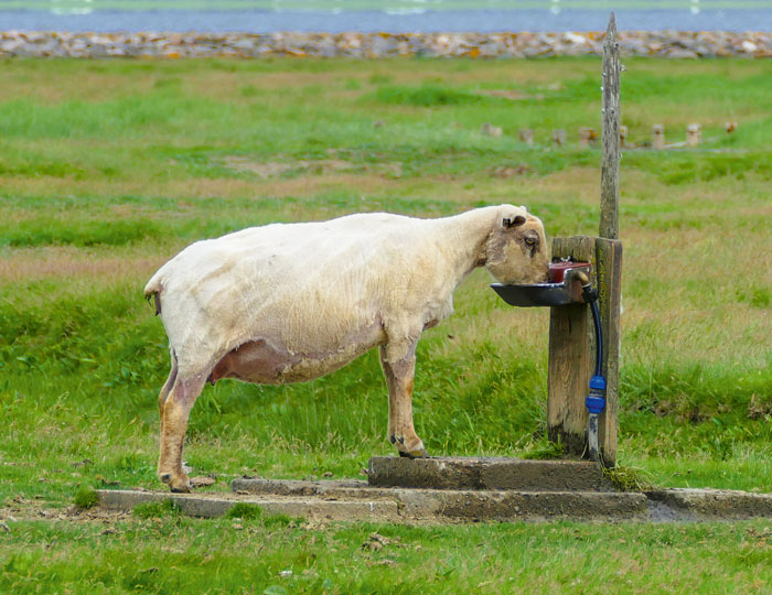 Ein Schaf beim Trinken auf einer Weide