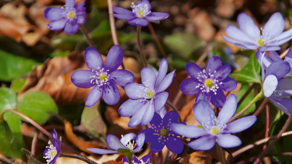 Leberblümchen