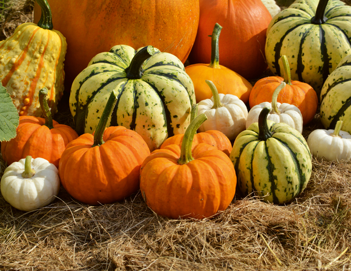 Verschiedene Kürbissorten auf Heuboden