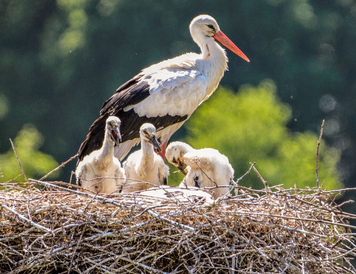 Storch im Nest