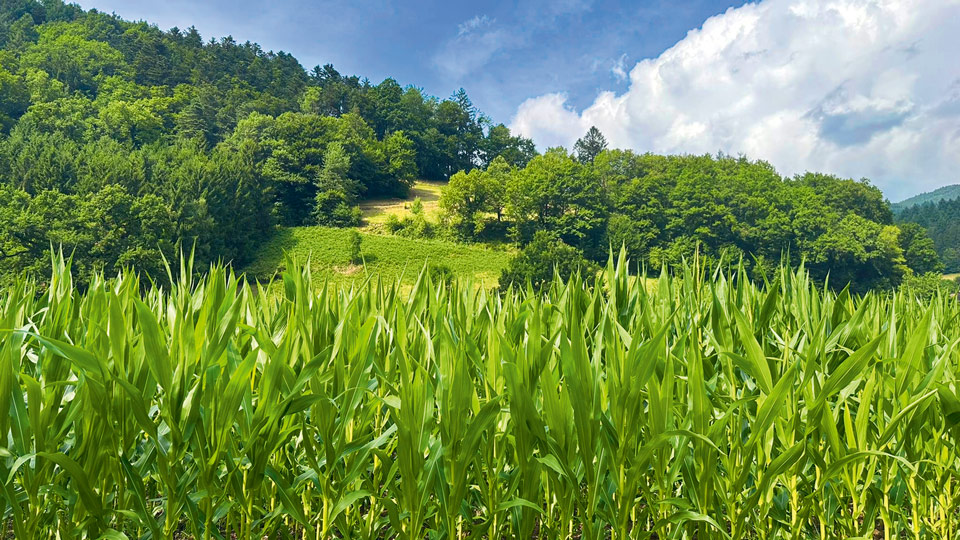 Glottertal Münzschatz