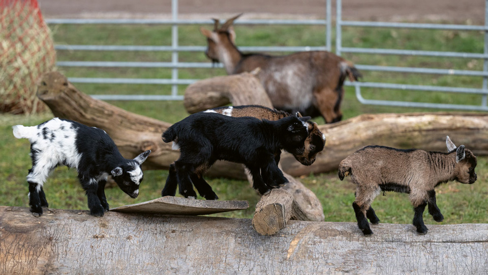 Baby Ziegen