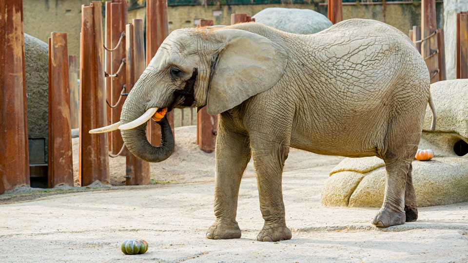 Afrikanischer Elefant im Zoo Basel