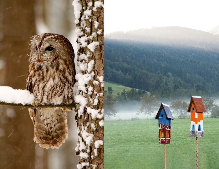 Waldkauz und Vogelhaus