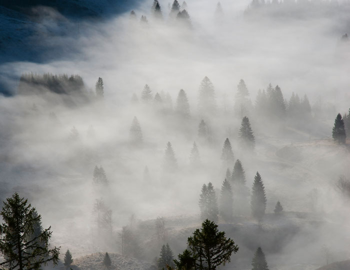 Waldstück versteckt im Nebel
