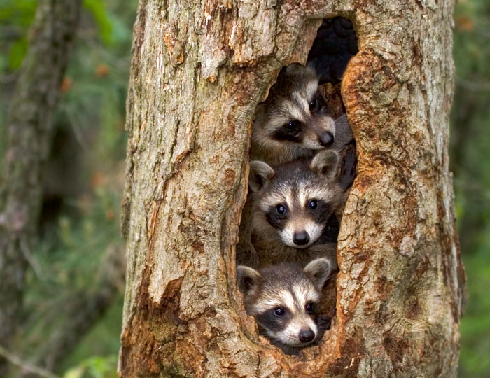 Waschbär in Baum