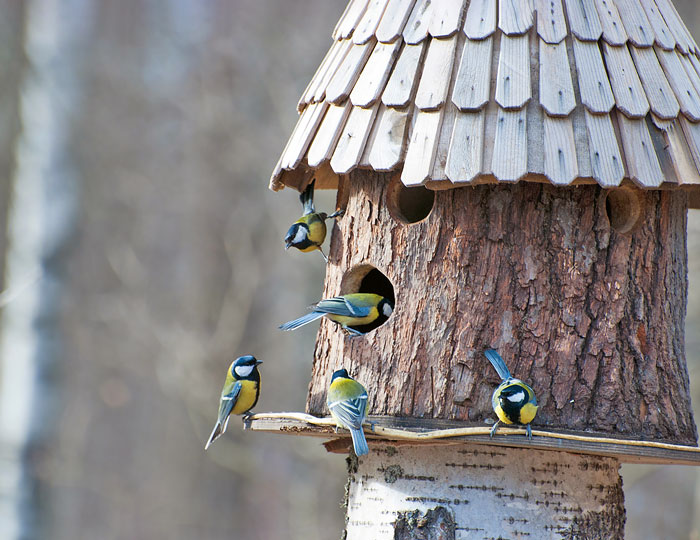 Bild: Blaumeisen im Vogelhaus
