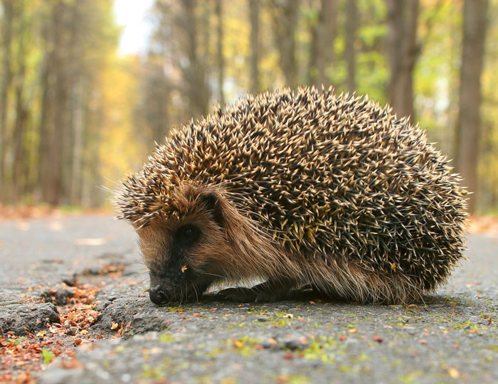 Igel