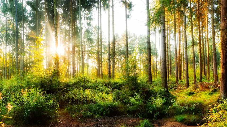 ©-iStock-619642378_Xurzon